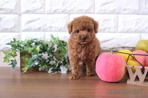 成約済の滋賀県のトイプードル-183942の1枚目