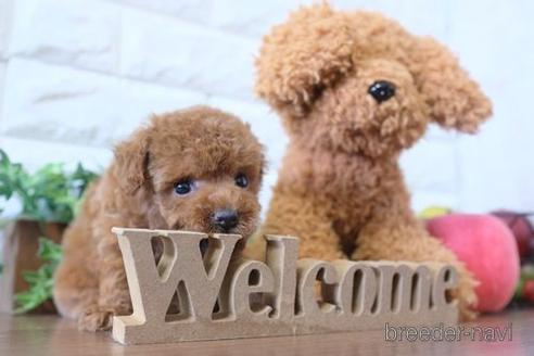 成約済の滋賀県のトイプードル-183942の6枚目