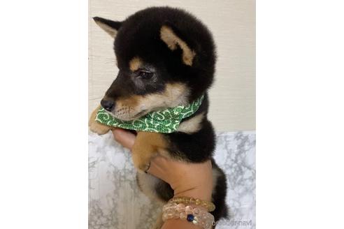成約済の茨城県の豆柴-186137の2枚目