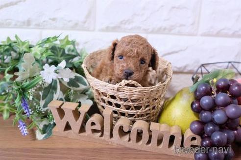 成約済の滋賀県のトイプードル-183942の3枚目