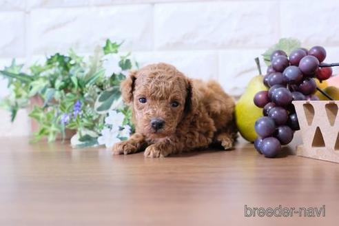 成約済の滋賀県のトイプードル-183942の2枚目