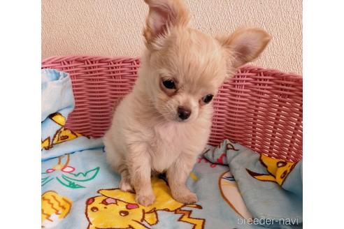 成約済の埼玉県のチワワ(ロングコート)-186217の12枚目