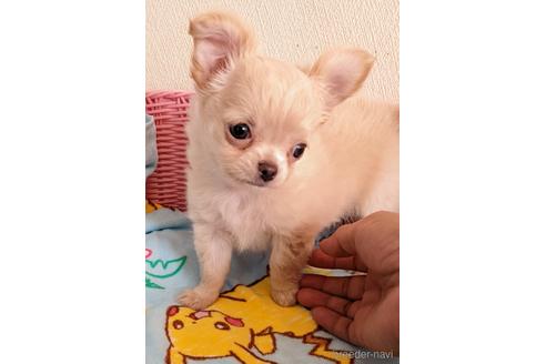 成約済の埼玉県のチワワ(ロングコート)-186217の14枚目