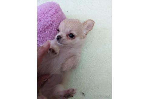 成約済の埼玉県のチワワ(ロングコート)-186217の10枚目