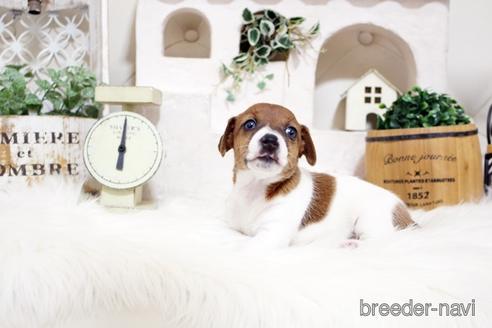 成約済の佐賀県のジャックラッセルテリア-185049の5枚目