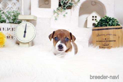 成約済の佐賀県のジャックラッセルテリア-185049の4枚目