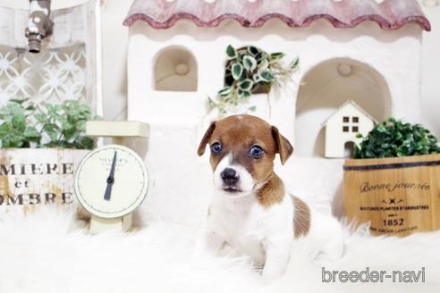 成約済の佐賀県のジャックラッセルテリア-185049の3枚目