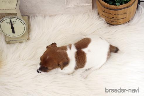 成約済の佐賀県のジャックラッセルテリア-185049の2枚目