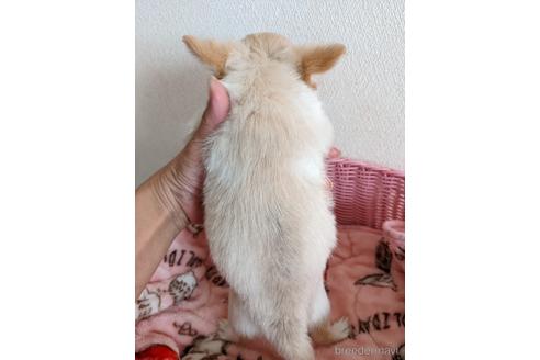 成約済の埼玉県のチワワ(ロングコート)-186234の11枚目