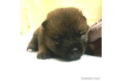 成約済の茨城県のミックス犬-186235の11枚目