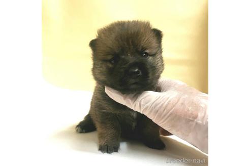 成約済の茨城県のミックス犬-186235の14枚目