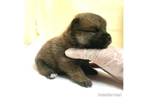 成約済の茨城県のミックス犬-186235の15枚目
