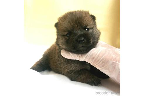 成約済の茨城県のミックス犬-186235の13枚目