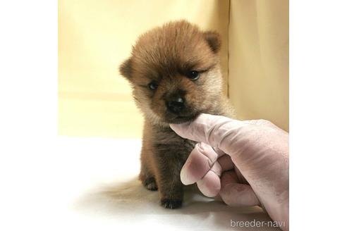 成約済の茨城県のミックス犬-186236の60枚目