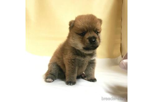 成約済の茨城県のミックス犬-186236の59枚目