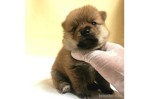 成約済の茨城県のミックス犬-186236の58枚目