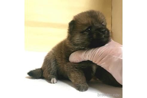 成約済の茨城県のミックス犬-186237の60枚目
