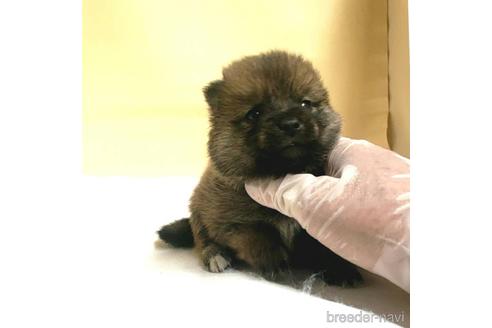成約済の茨城県のミックス犬-186237の58枚目