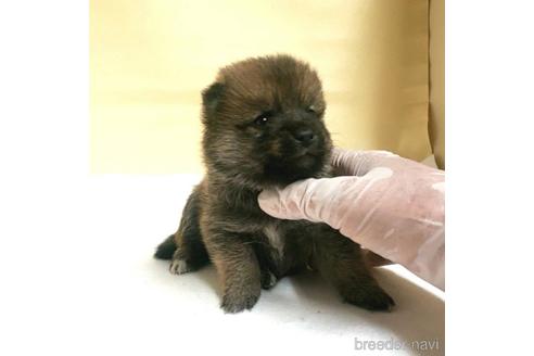 成約済の茨城県のミックス犬-186237の57枚目