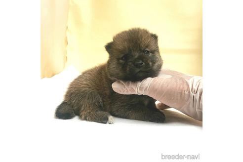 成約済の茨城県のミックス犬-186237の59枚目
