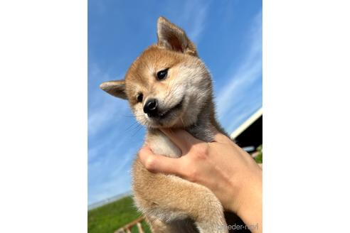 成約済の栃木県の柴犬-185580の3枚目