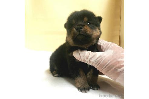 成約済の茨城県のミックス犬-186239の11枚目
