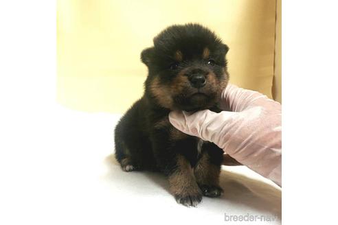 成約済の茨城県のミックス犬-186239の13枚目