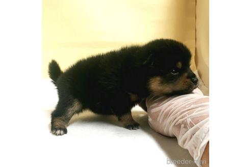 成約済の茨城県のミックス犬-186239の15枚目