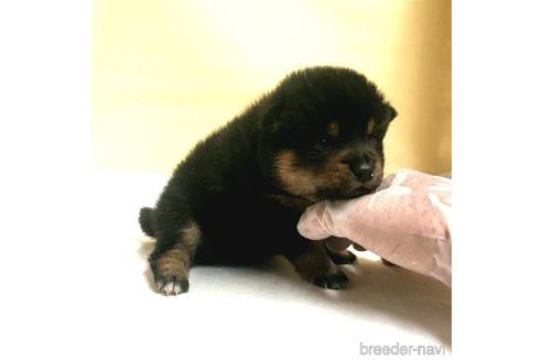 成約済の茨城県のミックス犬-186239の14枚目