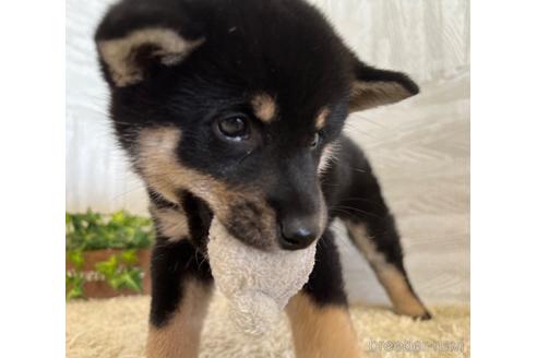 成約済の栃木県の柴犬-185611の3枚目