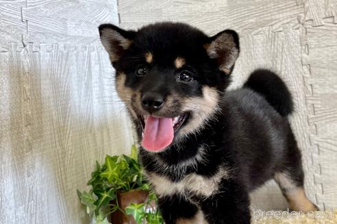 成約済の栃木県の柴犬-185611の1枚目