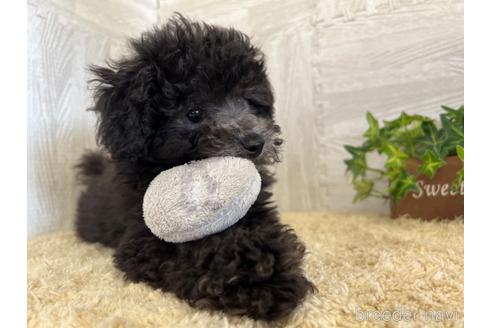 成約済の栃木県のトイプードル-180687の1枚目