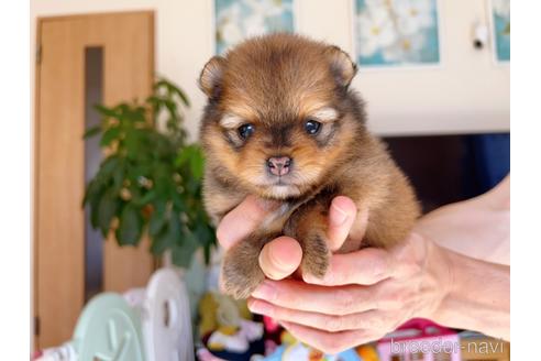 成約済の岐阜県のポメラニアン-185610の5枚目