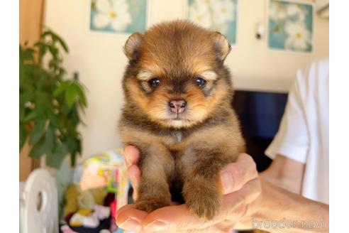 成約済の岐阜県のポメラニアン-185610の8枚目