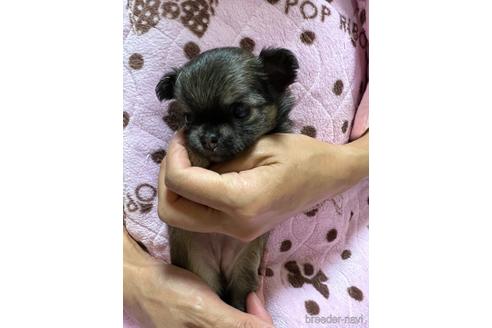 成約済の千葉県のチワワ(ロングコート)-182167の13枚目