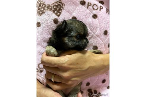 成約済の千葉県のチワワ(ロングコート)-182167の12枚目