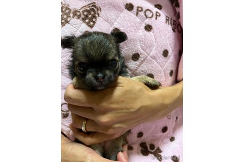 成約済の千葉県のチワワ(ロングコート)-182167の10枚目
