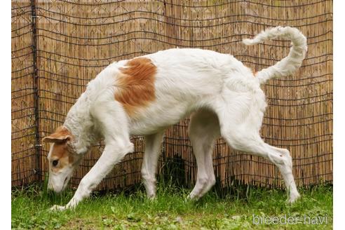 成約済の愛知県のボルゾイ-186246の4枚目