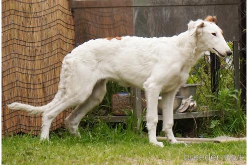 成約済の愛知県のボルゾイ-186247の2枚目