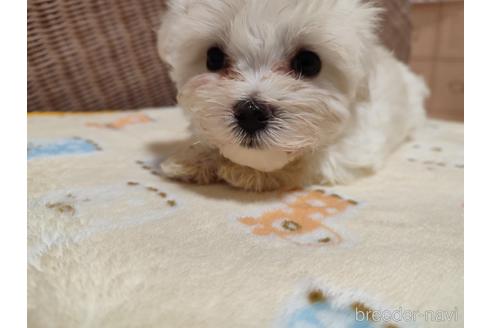 成約済の岡山県のマルチーズ-186258の1枚目