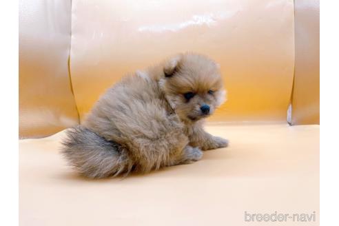 成約済の東京都のポメラニアン-186299の7枚目