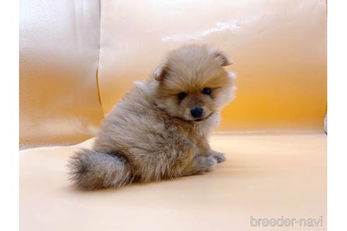 成約済の東京都のポメラニアン-186299の2枚目