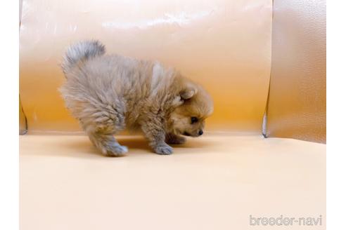 成約済の東京都のポメラニアン-186299の3枚目