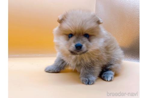 成約済の東京都のポメラニアン-186299の4枚目