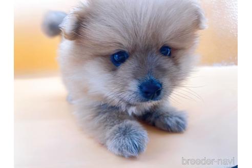 成約済の東京都のポメラニアン-186299の5枚目