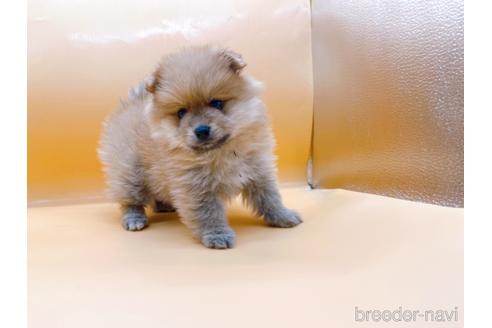 成約済の東京都のポメラニアン-186299の6枚目