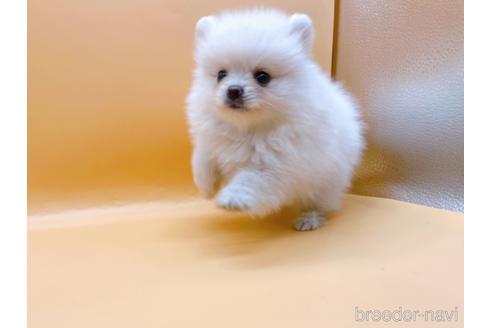 成約済の東京都のポメラニアン-186300の9枚目