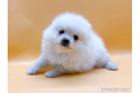 成約済の東京都のポメラニアン-186300の2枚目