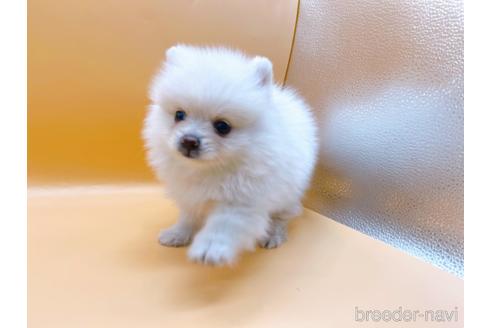 成約済の東京都のポメラニアン-186300の3枚目