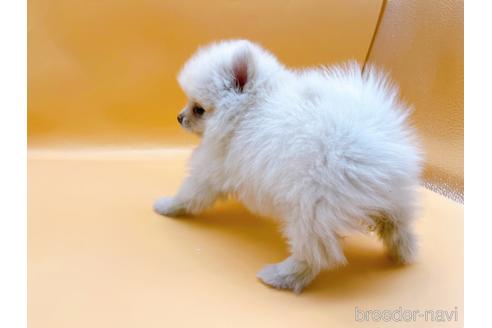 成約済の東京都のポメラニアン-186300の4枚目